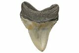 Fossil Megalodon Tooth - North Carolina #190878-1